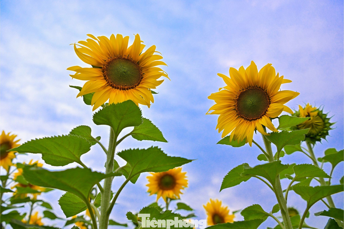 Bạn trẻ check-in amp;#34;biển hoa mặt trờiamp;#34; lớn nhất Việt Nam - 3