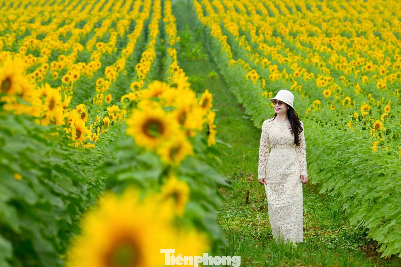 Những lối đi nhỏ được bố trí xen kẽ giữa các luống hoa giúp du khách dễ dàng di chuyển, lựa chọn góc chụp phù hợp mà không làm ảnh hưởng đến cánh đồng.