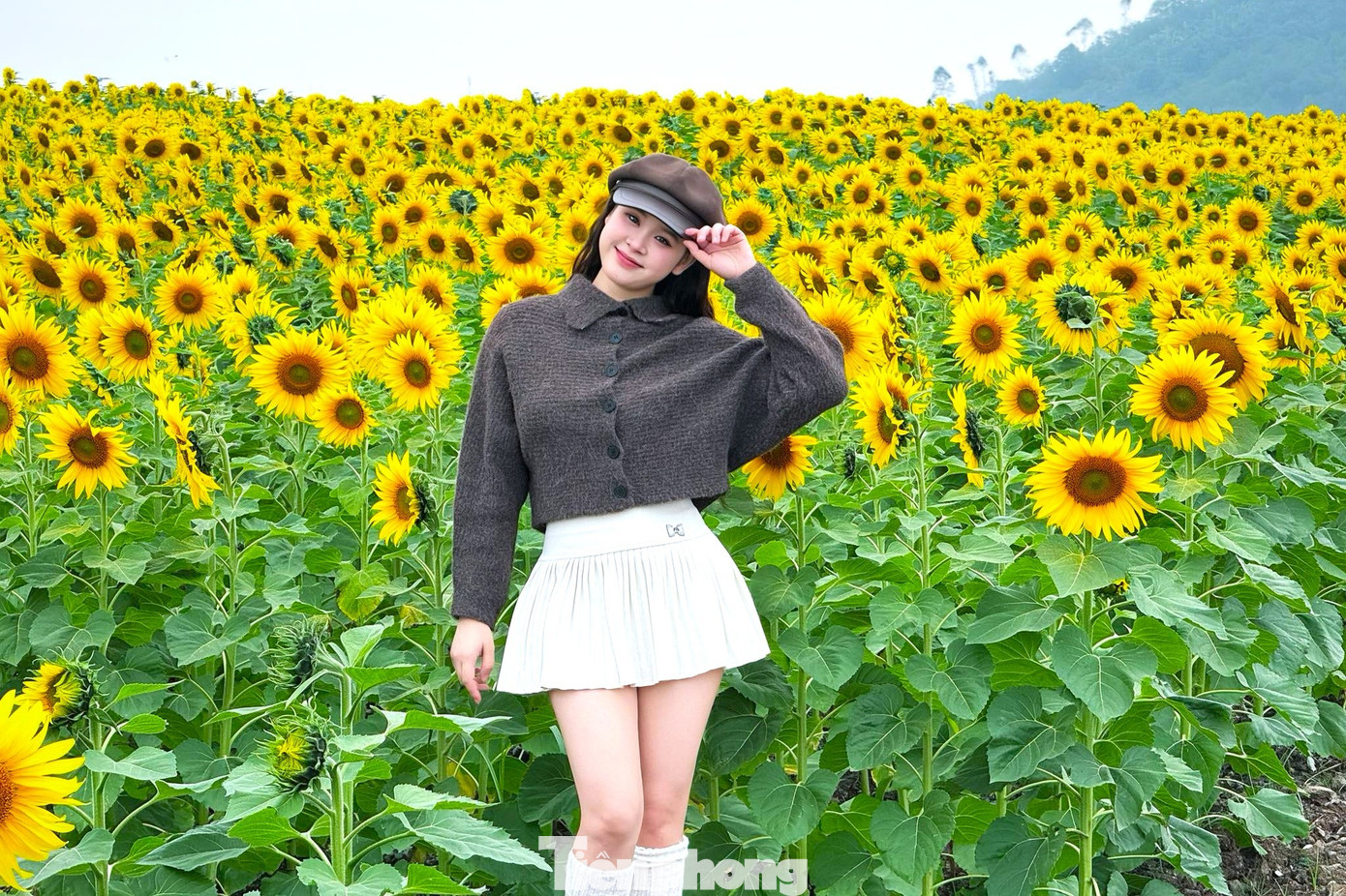 Cánh đồng hoa hướng dương này thuộc quản lý của một công ty sữa đóng trên địa bàn xã Nghĩa Lâm. Điều đặc biệt khiến nhiều du khách hài lòng là việc tham quan hoàn toàn miễn phí, kể cả vé vào cổng và phí gửi xe. Nhờ đó, nơi đây trở thành điểm đến thân thiện, phù hợp với nhiều đối tượng, nhất là sinh viên và người trẻ.