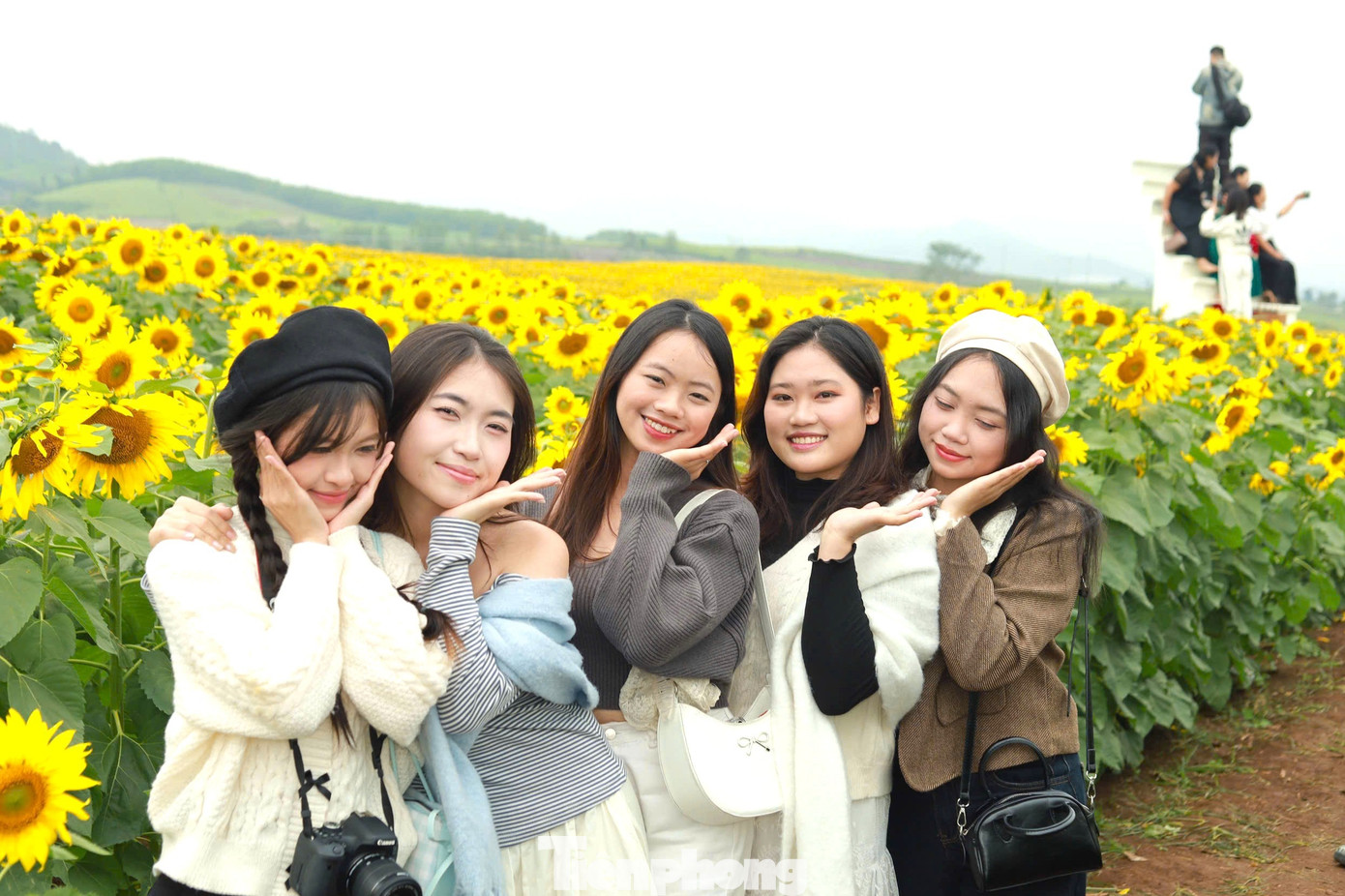 Không chỉ có du khách trong tỉnh, cánh đồng hoa hướng dương Nghĩa Lâm còn thu hút nhiều bạn trẻ đến từ Thanh Hóa, Hà Tĩnh, Hà Nội và các tỉnh, thành khác. Có người đi hàng trăm cây số chỉ để một lần được đứng giữa “biển hoa mặt trời”, tận mắt chiêm ngưỡng vẻ đẹp mà lâu nay chỉ thấy qua ảnh.