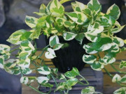 Nhà đẹp - Cây trầu bà hợp những tuổi nào trong 12 con giáp