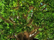 Nhà đẹp - Cây cảnh xấu lạ, thu hút tài lộc, bảo vệ của cải, trồng một cây trong phòng khách, gia đình thịnh vượng, sung túc