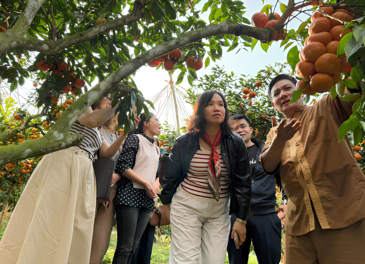 Vườn cam amp;#34;quả dày như chùm nhoamp;#34; của đại tá về hưu - 10