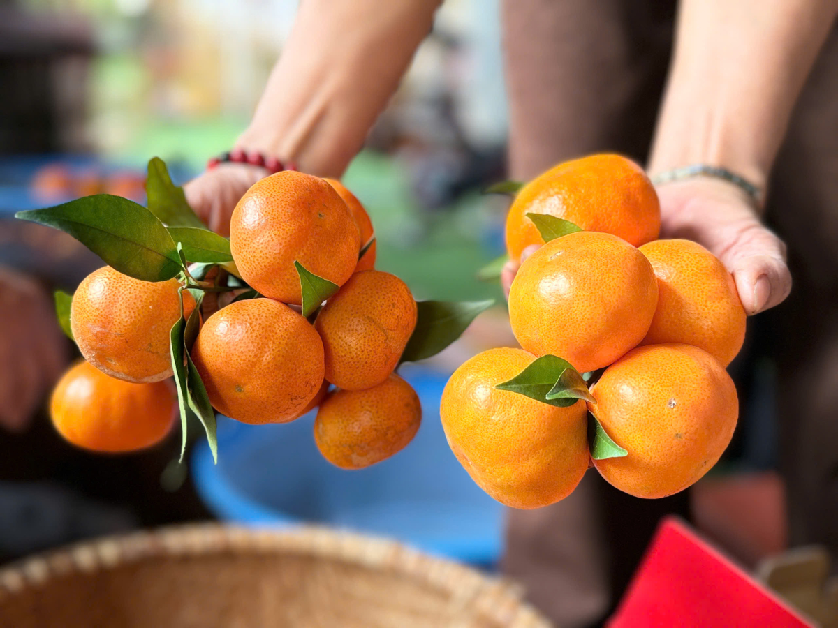 Vườn cam amp;#34;quả dày như chùm nhoamp;#34; của đại tá về hưu - 12