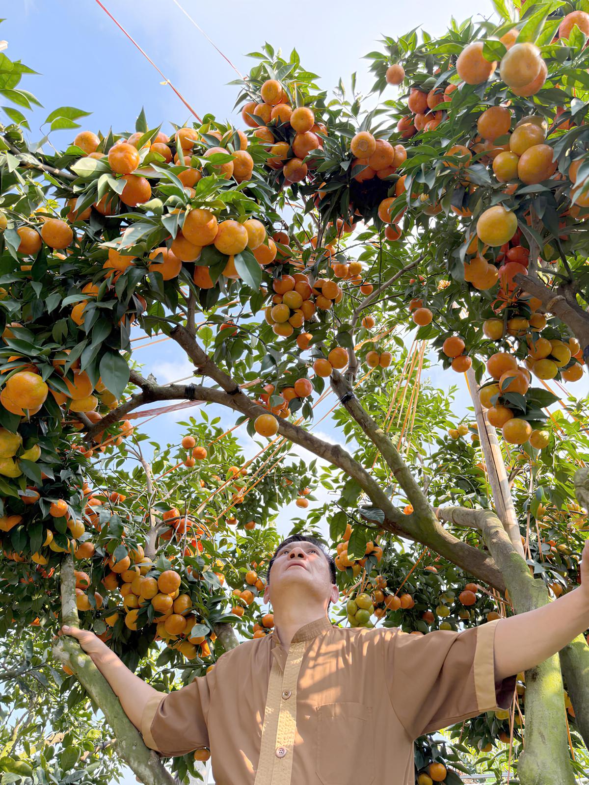 Vườn cam amp;#34;quả dày như chùm nhoamp;#34; của đại tá về hưu - 3