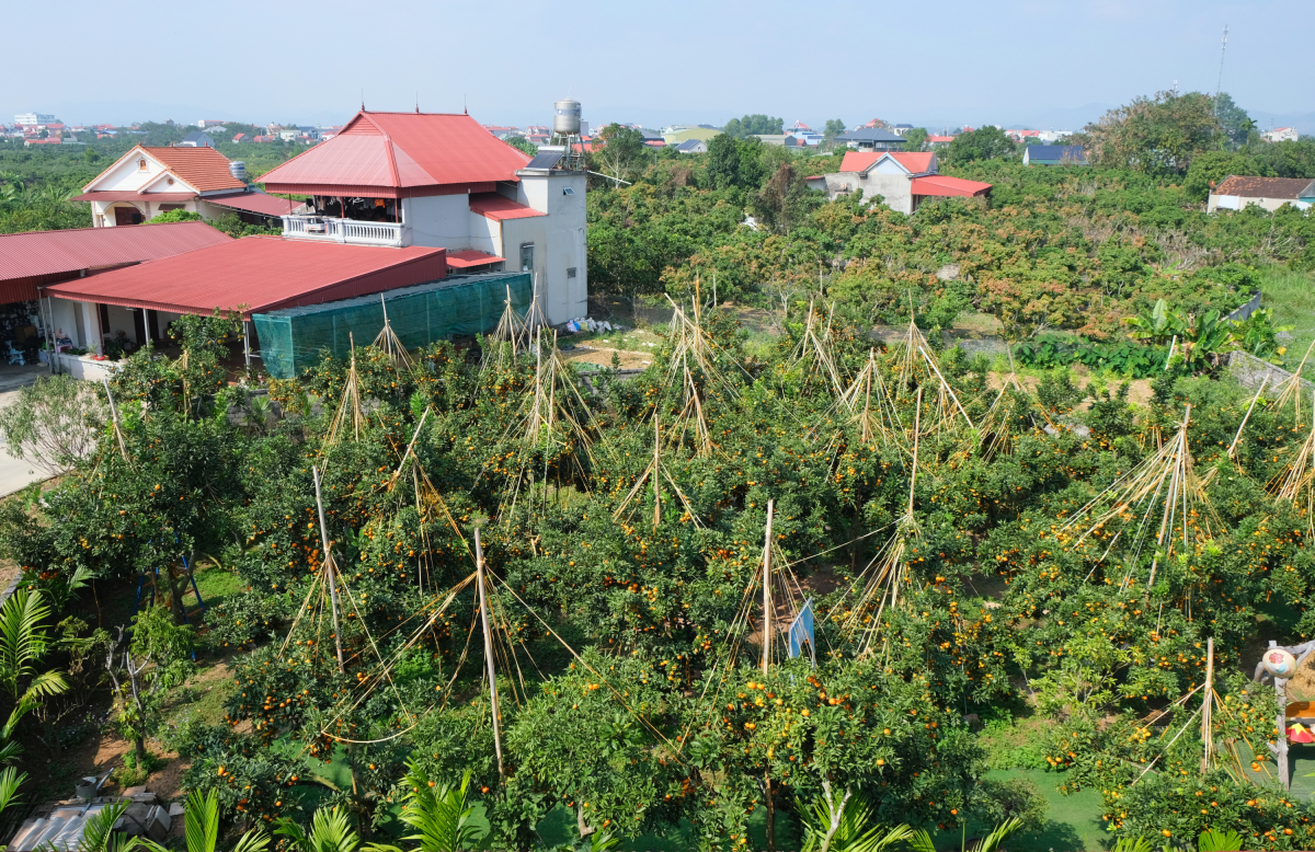 Vườn cam amp;#34;quả dày như chùm nhoamp;#34; của đại tá về hưu - 1