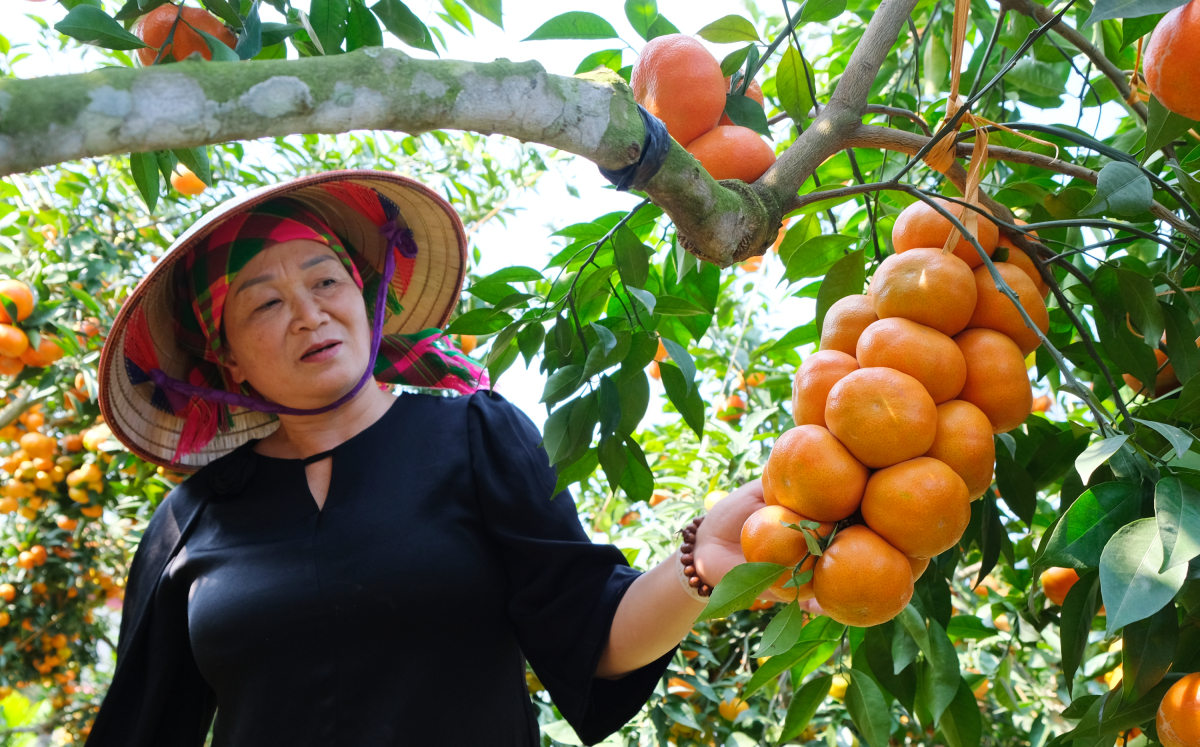 Vườn cam amp;#34;quả dày như chùm nhoamp;#34; của đại tá về hưu - 8