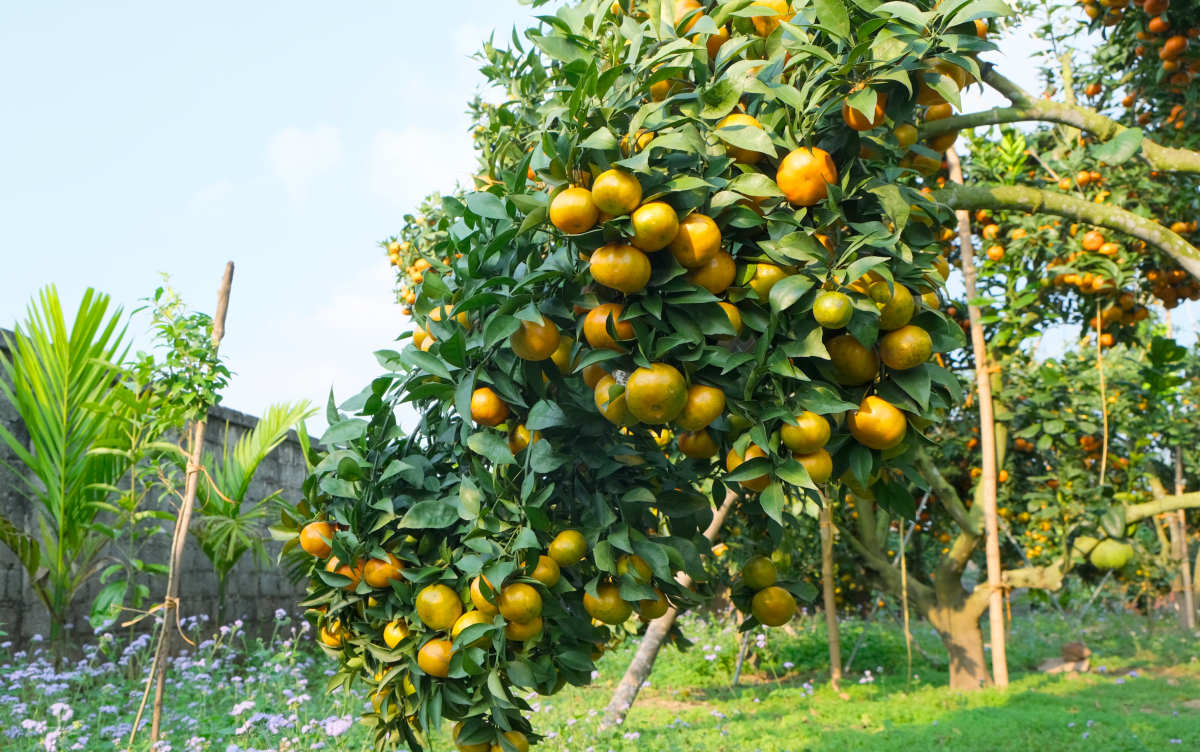 Vườn cam amp;#34;quả dày như chùm nhoamp;#34; của đại tá về hưu - 9