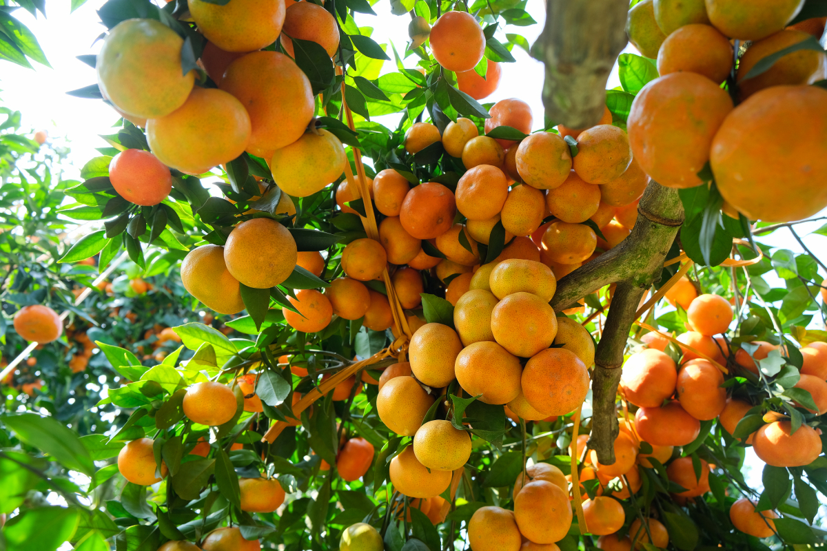 Vườn cam amp;#34;quả dày như chùm nhoamp;#34; của đại tá về hưu - 4