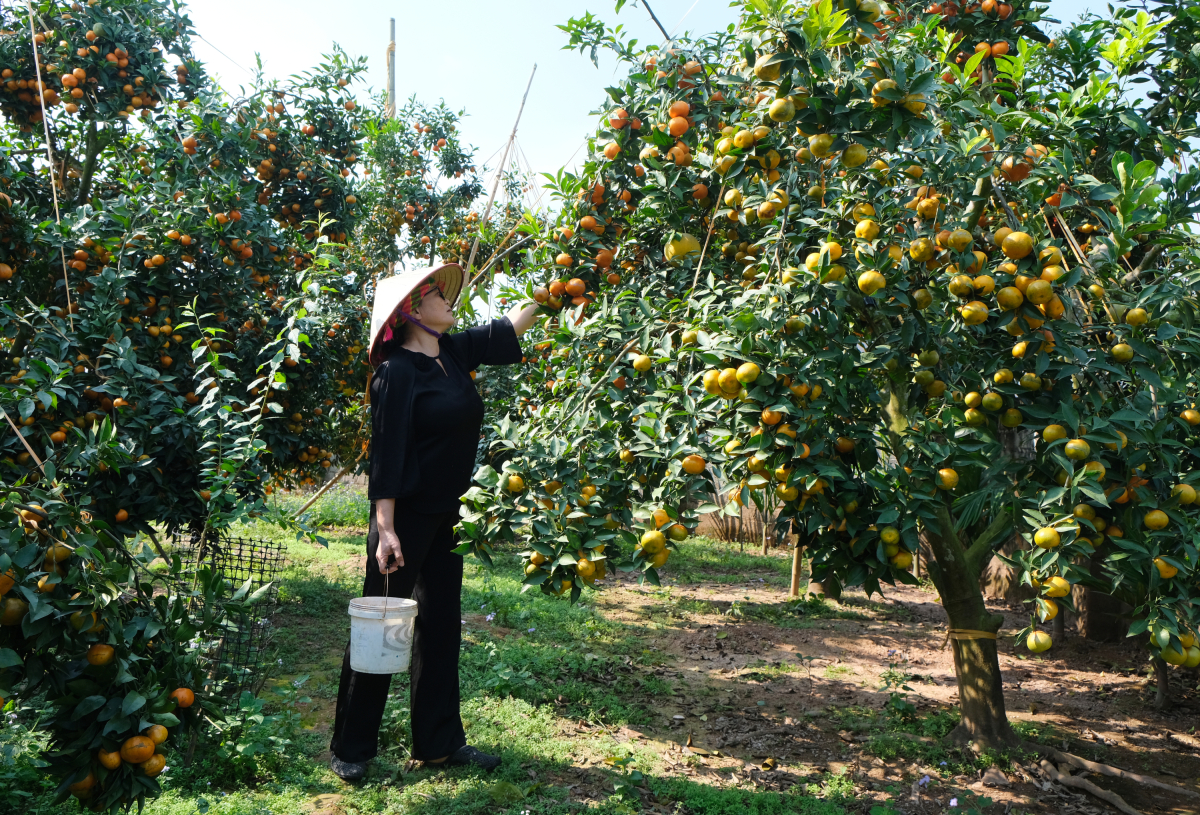 Vườn cam amp;#34;quả dày như chùm nhoamp;#34; của đại tá về hưu - 2