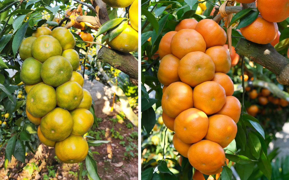 Vườn cam amp;#34;quả dày như chùm nhoamp;#34; của đại tá về hưu - 5