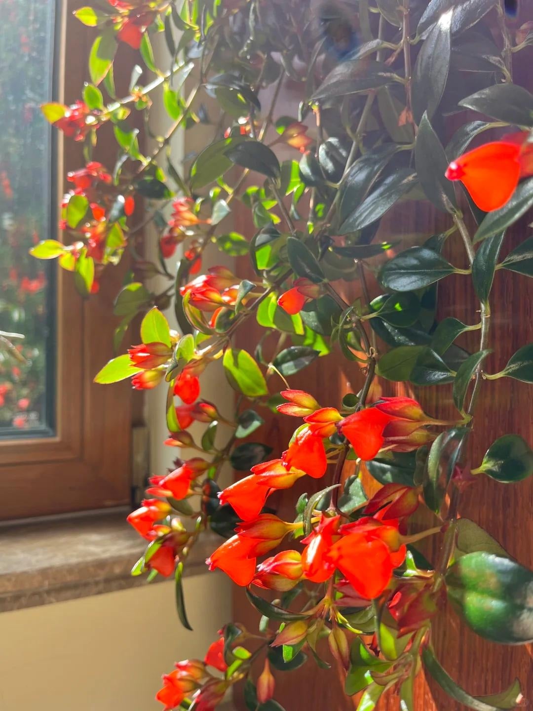 Cây cảnh cá vàng có nghĩa hàng năm có dư