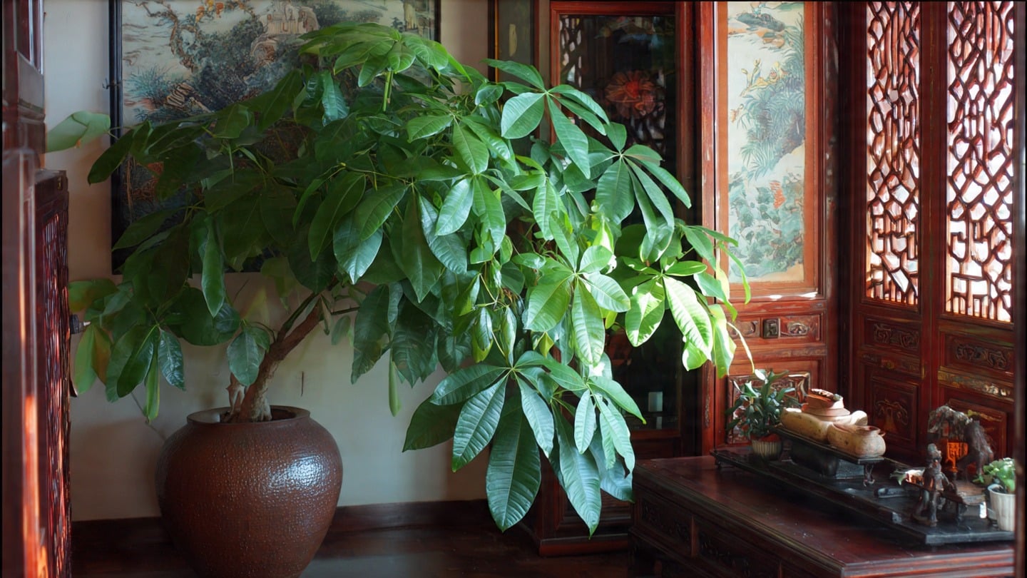 Cây cảnh này rất dễ bị thối rễ