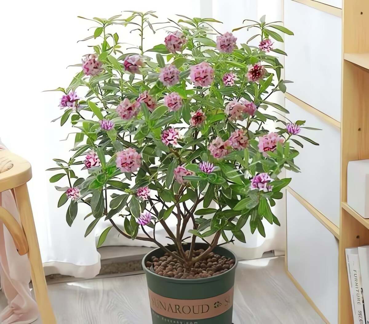 Việc giữ một cây cảnh này trong nhà không chỉ có thể cải thiện hương vị cho ngôi nhà của bạn mà còn mang lại may mắn