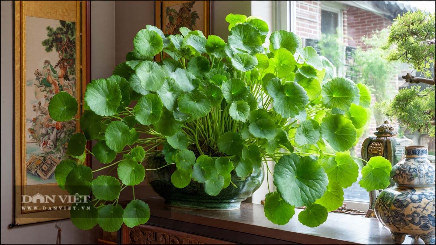 Cây cảnh này rất dễ trồng và xinh xắn.