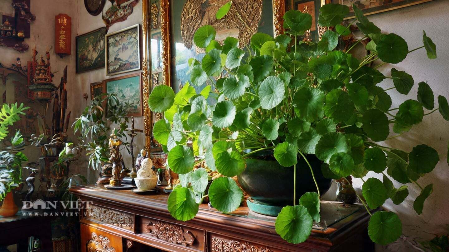 Cây cảnh như những đồng tiền xanh mướt này tượng trưng cho sự đoàn tụ gia đình và sự tích lũy của cải