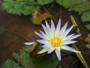 Nhà đẹp - Ý nghĩa phong thủy của cây hoa súng và những tuổi hợp trồng hoa súng