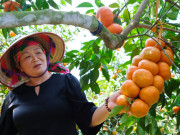 Nhà đẹp - Vườn cam "quả dày như chùm nho" của đại tá về hưu