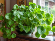 Nhà đẹp - Người xưa nói: "4 cây cảnh trong nhà, năm nào gia chủ cũng có tiền tiêu xài, đời sống dư dả, sung túc"