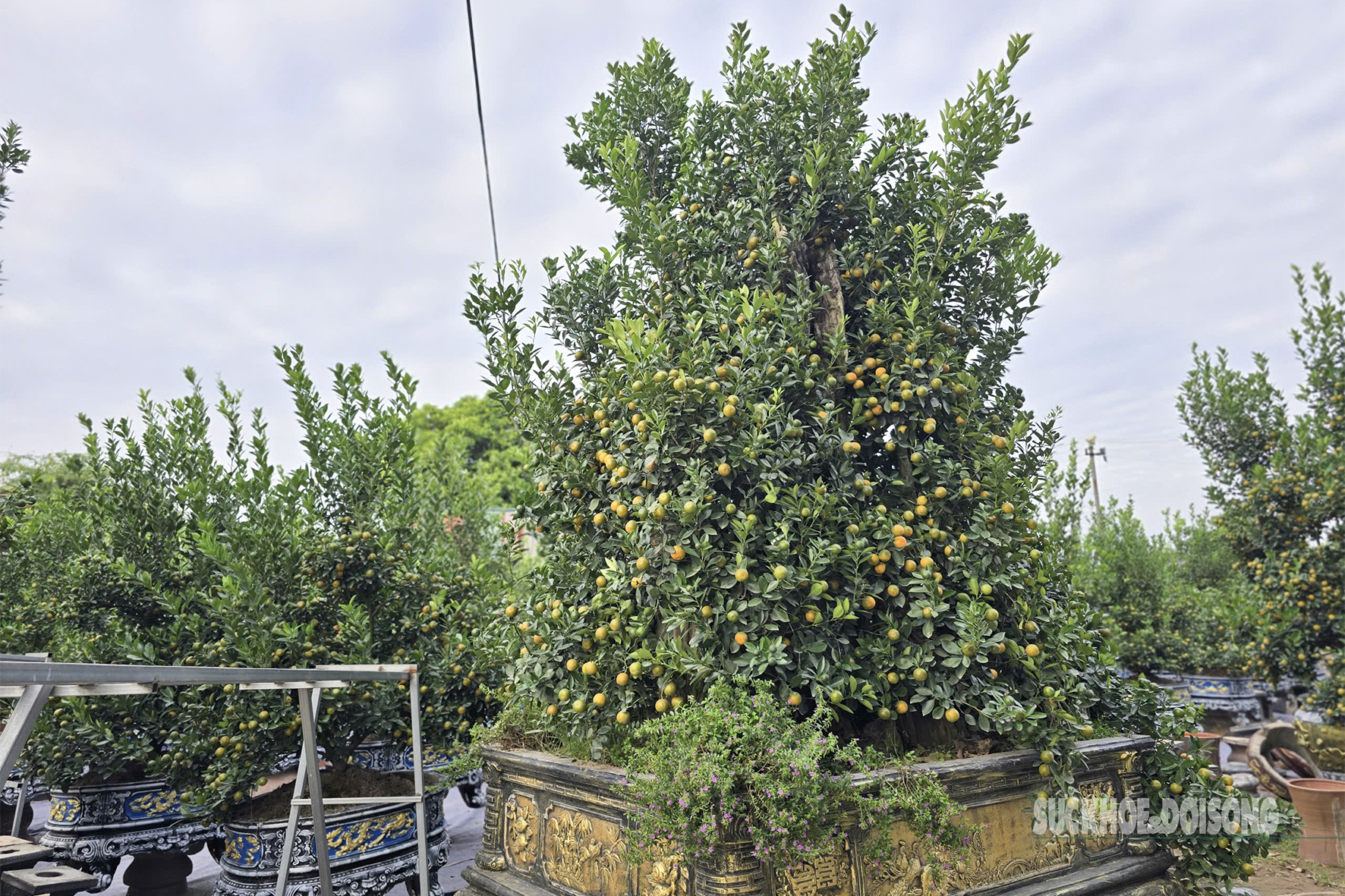 Những cây quất cỡ lớn được tạo thế cầu kỳ, đặt trong chậu đá, chậu sứ, sẵn sàng phục vụ khách chơi quất cao cấp.