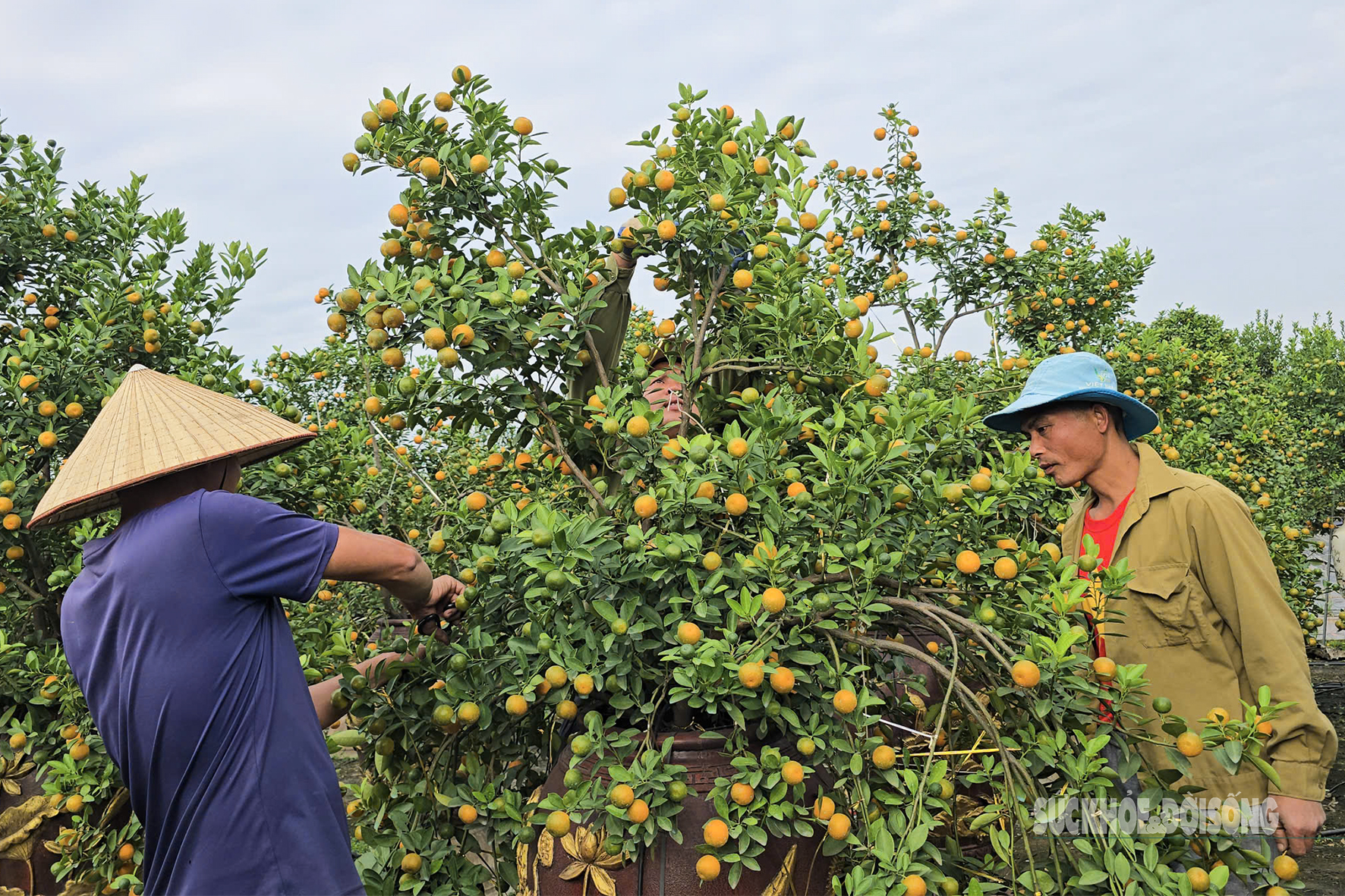 Người dân làng trồng quất Tứ Liên tỉ mỉ uốn cành, chỉnh quả để định hình dáng thế cho cây quất trước ngày xuất vườn.