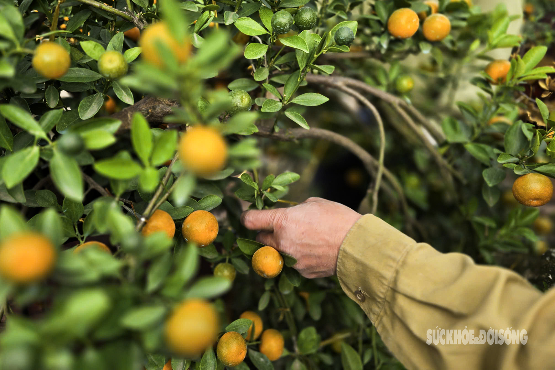 Từ quất lùm truyền thống đến quất bonsai, mỗi cây đều được chăm chút kỹ lưỡng để giữ dáng – thế – hồn của làng nghề.