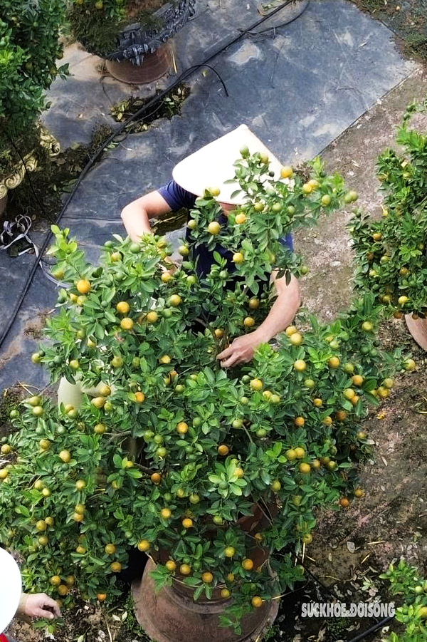 Người dân Tứ Liên hối hả đưa quất amp;#34;vào thếamp;#34; - 7