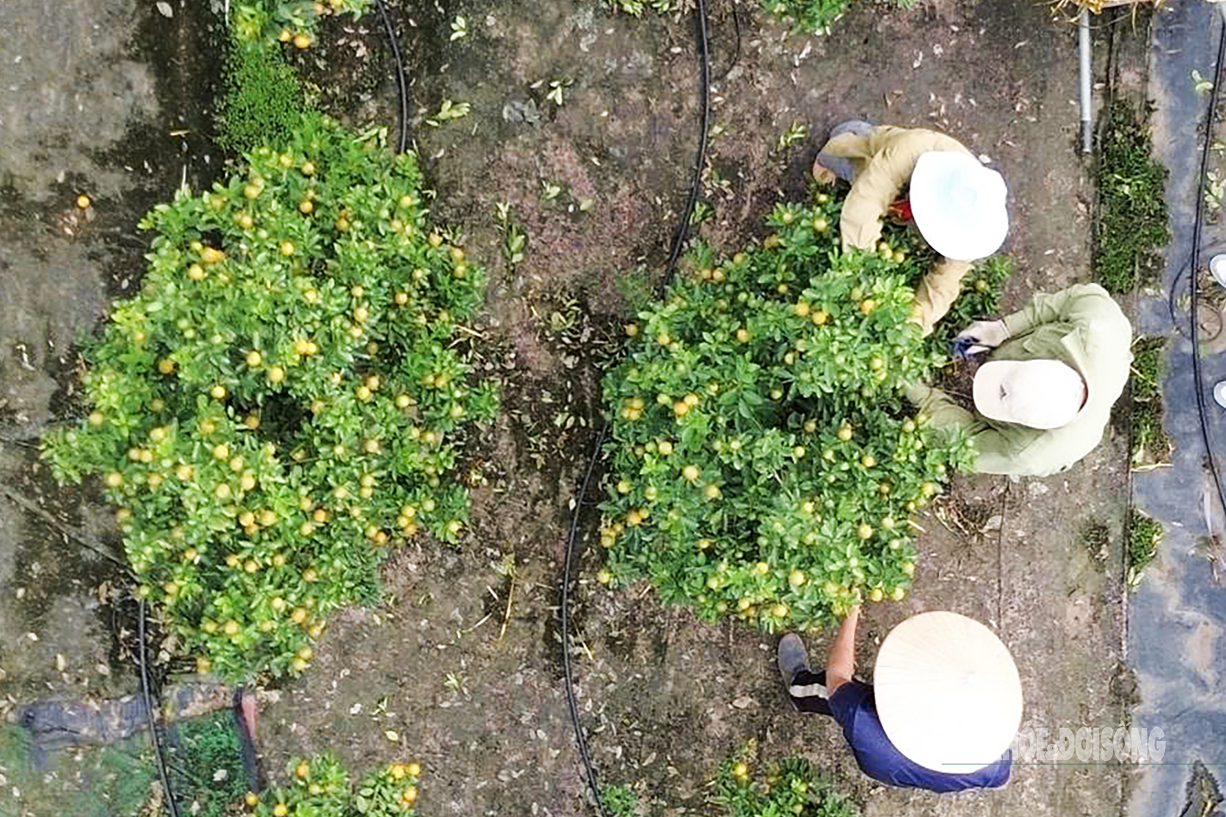 Góc nhìn từ trên cao cho thấy không khí lao động khẩn trương tại các vườn quất Tứ Liên những ngày cận Tết.