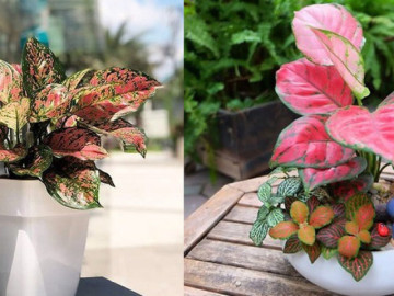 Top cây cảnh để bàn thờ chiêu tài lộc, may mắn cực tốt