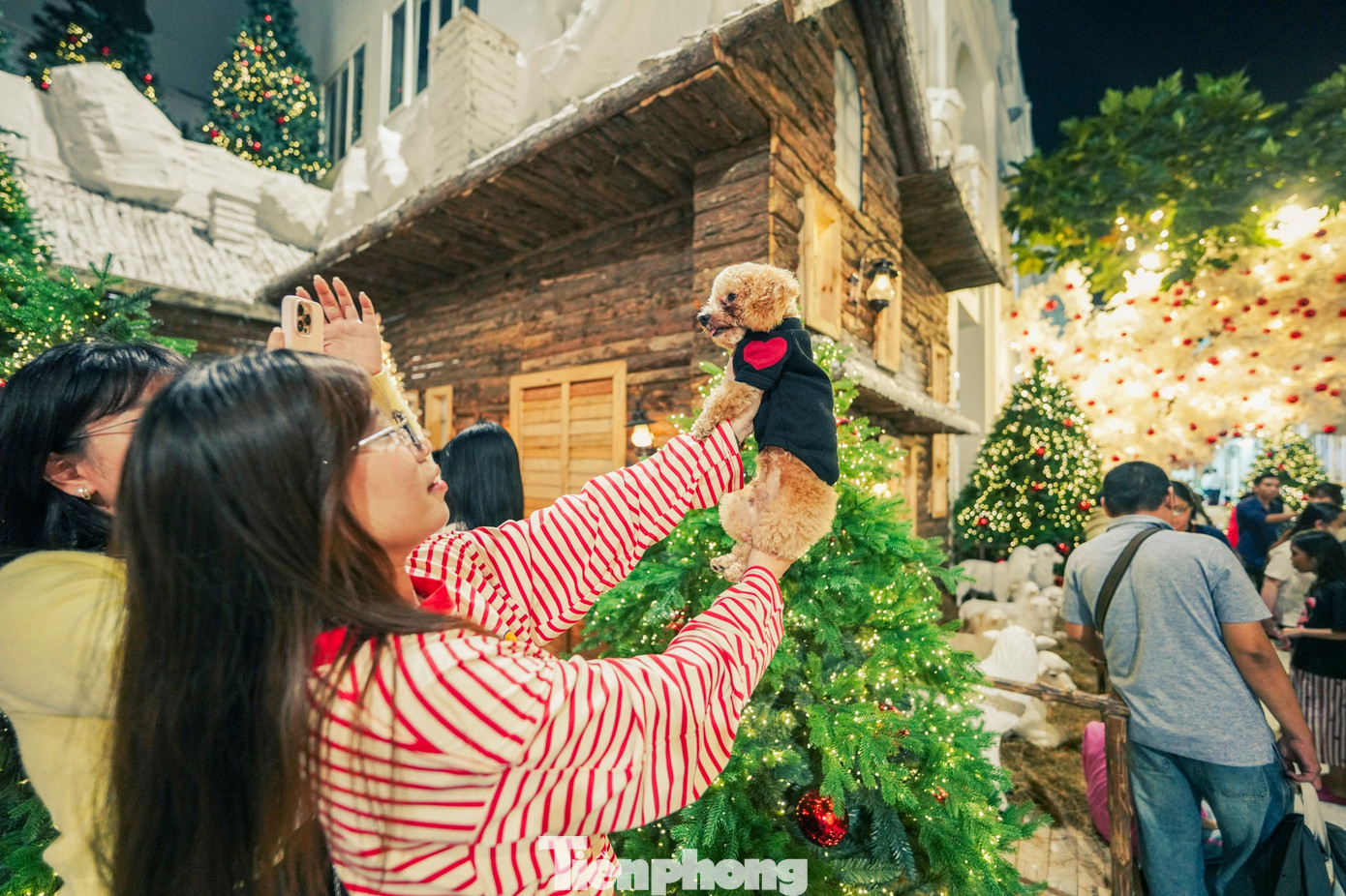 Lạc bước giữa vườn thông phủ tuyết mùa Giáng sinh - 16