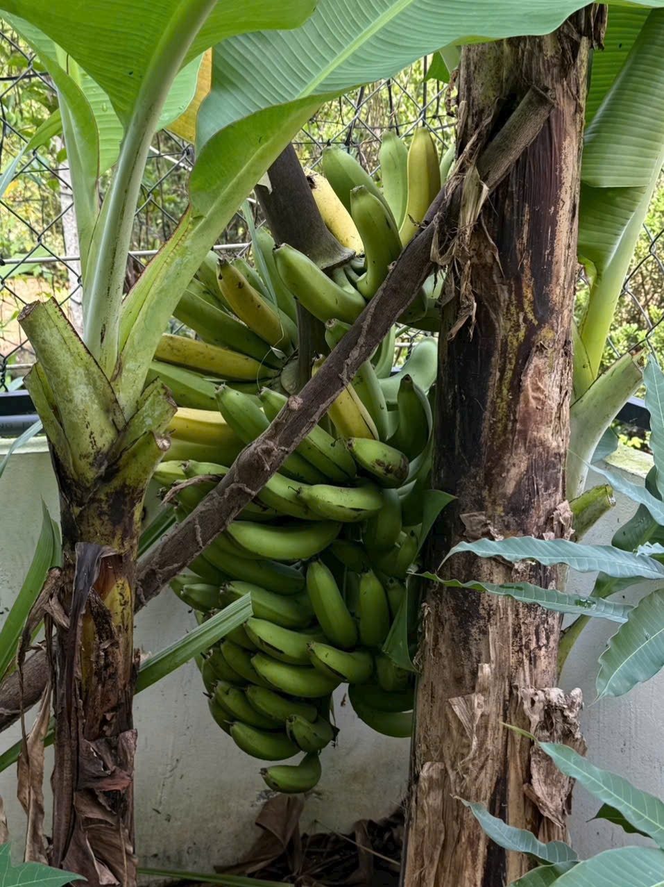 Vườn cây trái 40 m2 trong nhà phố của Phạm Trưởng - 2