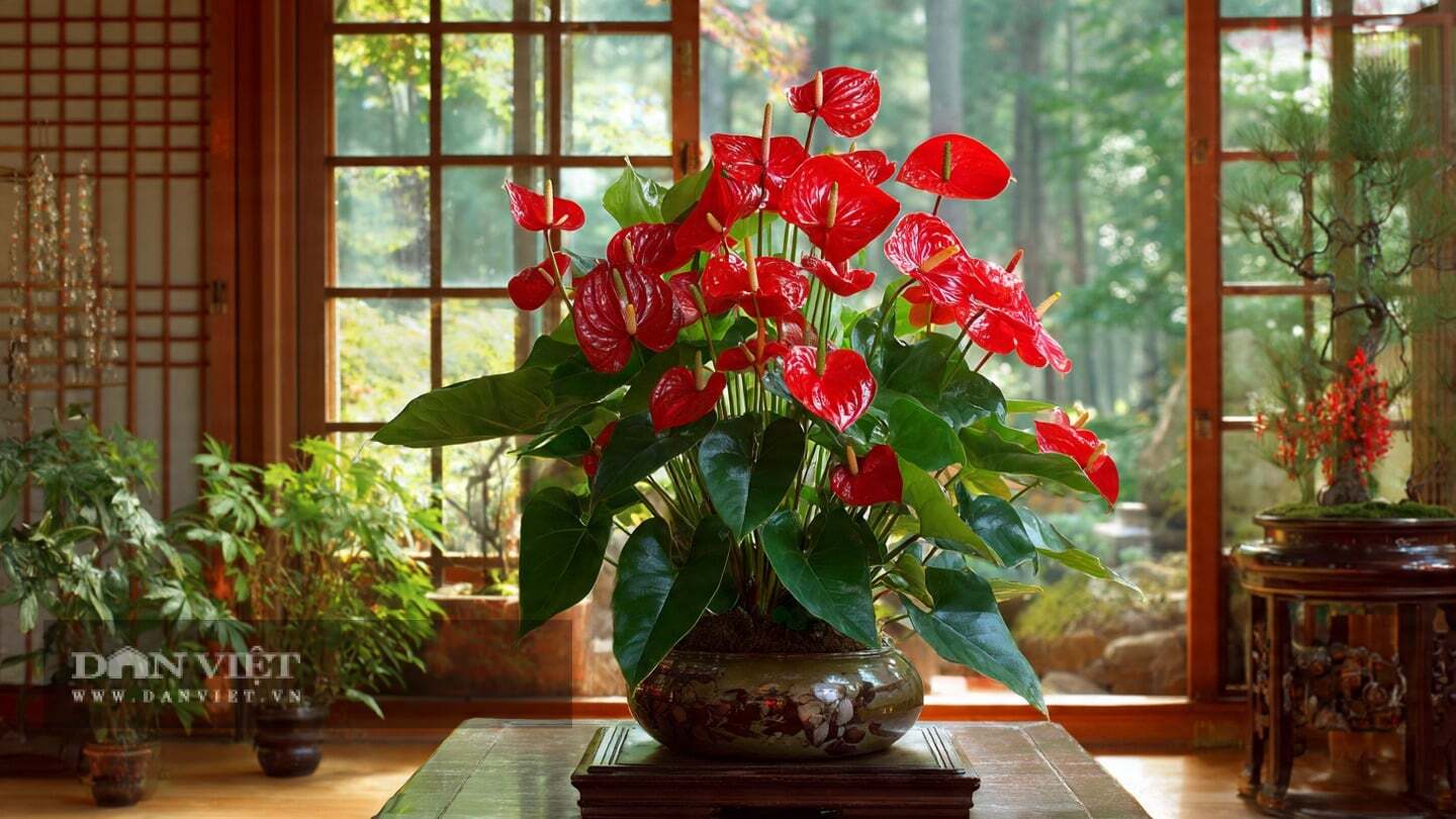 Cây cảnh hồng môn có thể hấp thụ khói và chất độc hại