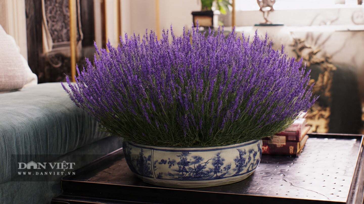 Cây cảnh oải hương thanh lọc không khí, sản sinh oxy vào ban đêm