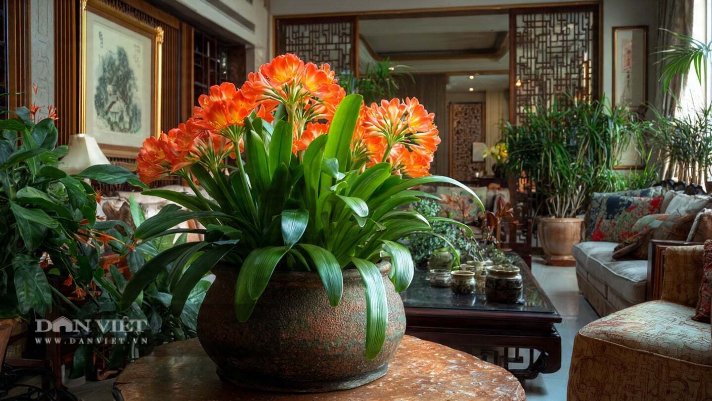 Cây cảnh lan quân tử có thể hút bụi