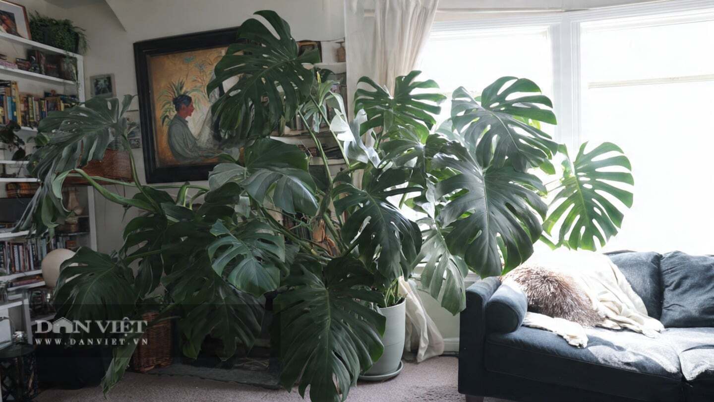 Cây cảnh trầu bà lá xẻ tạo độ ẩm rất tốt