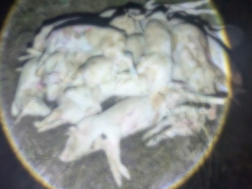 Đào hàng trăm xác heo bệnh về sơ chế rồi bán