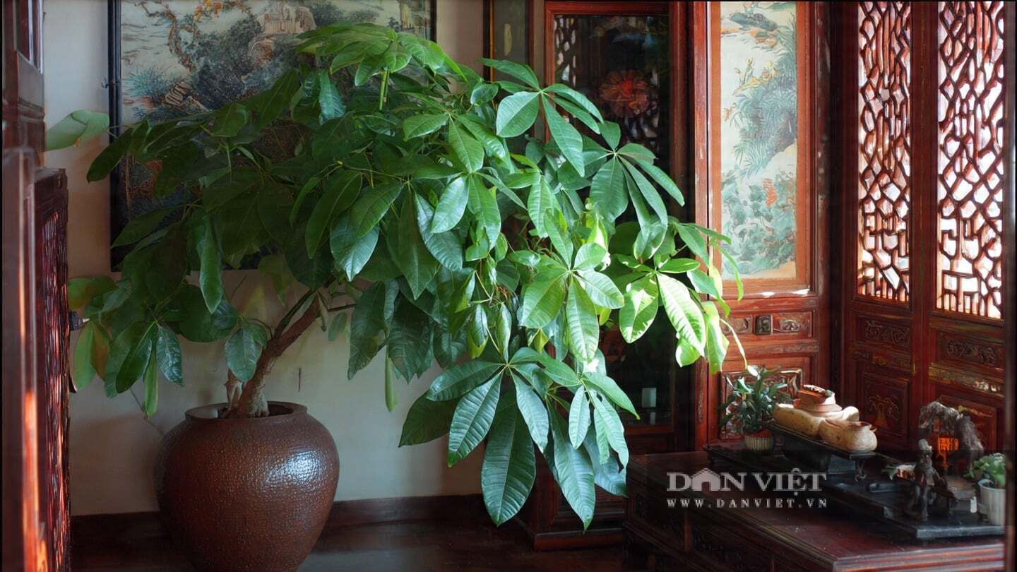 Theo nguyên tắc của phong thủy, cây cảnh kim ngân là một trong những loại cây mang lại may mắn và tài lộc.
