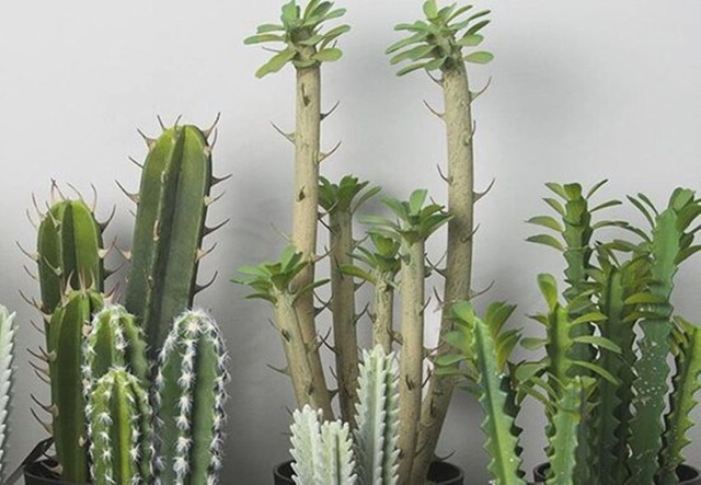 Cây xương rồng trồng trước nhà cần cẩn trọng