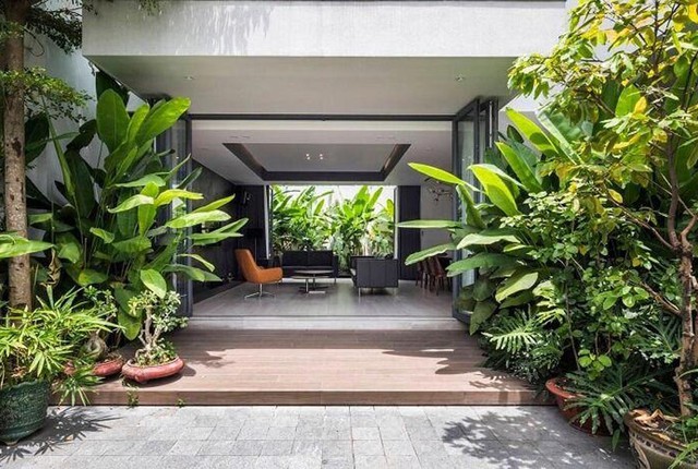 Cây trồng trước nhà lưu ý không chọn cây có tán quá rậm rạp