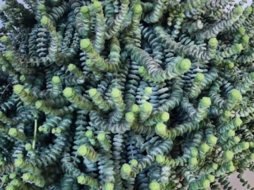 5 cây cảnh như bùa may mắn, đặt ở phòng khách tươi đẹp, sang trọng, bảo vệ gia đình, thu hút tài lộc