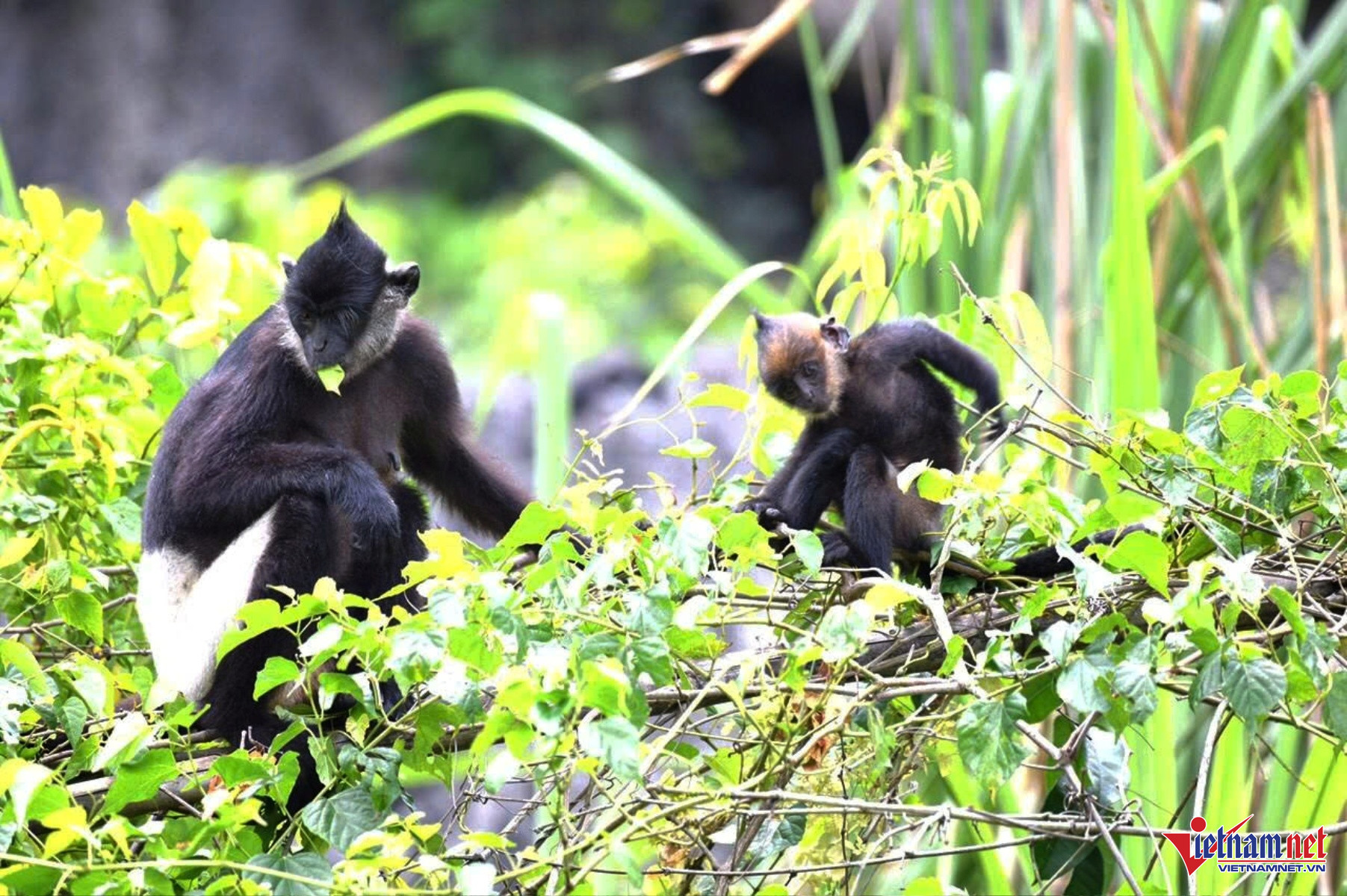 Đây Cũng Được Ghi Nhận Là Nơi Có Số Lượng Cá Thể Voọc Mông Trắng Nhiều Nhất Việt Nam Với Hơn 100 Cá Thể Sinh Sống. Ảnh. Vl 
