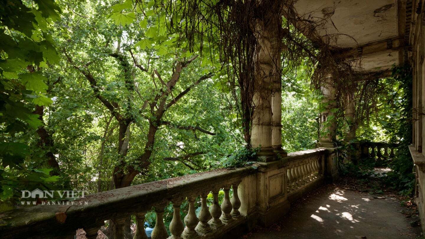 Do đó, người xưa cho rằng, giữ những cây cảnh héo úa chỉ làm tăng thêm sự ảm đạm.