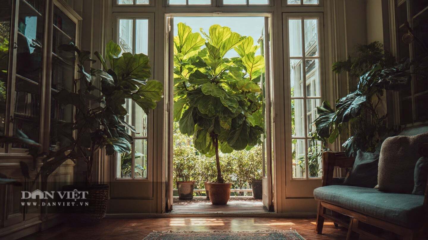 Khi cây cảnh cao che khuất ánh sáng, cả ánh nắng mặt trời lẫn không khí đều không thể lưu thông.