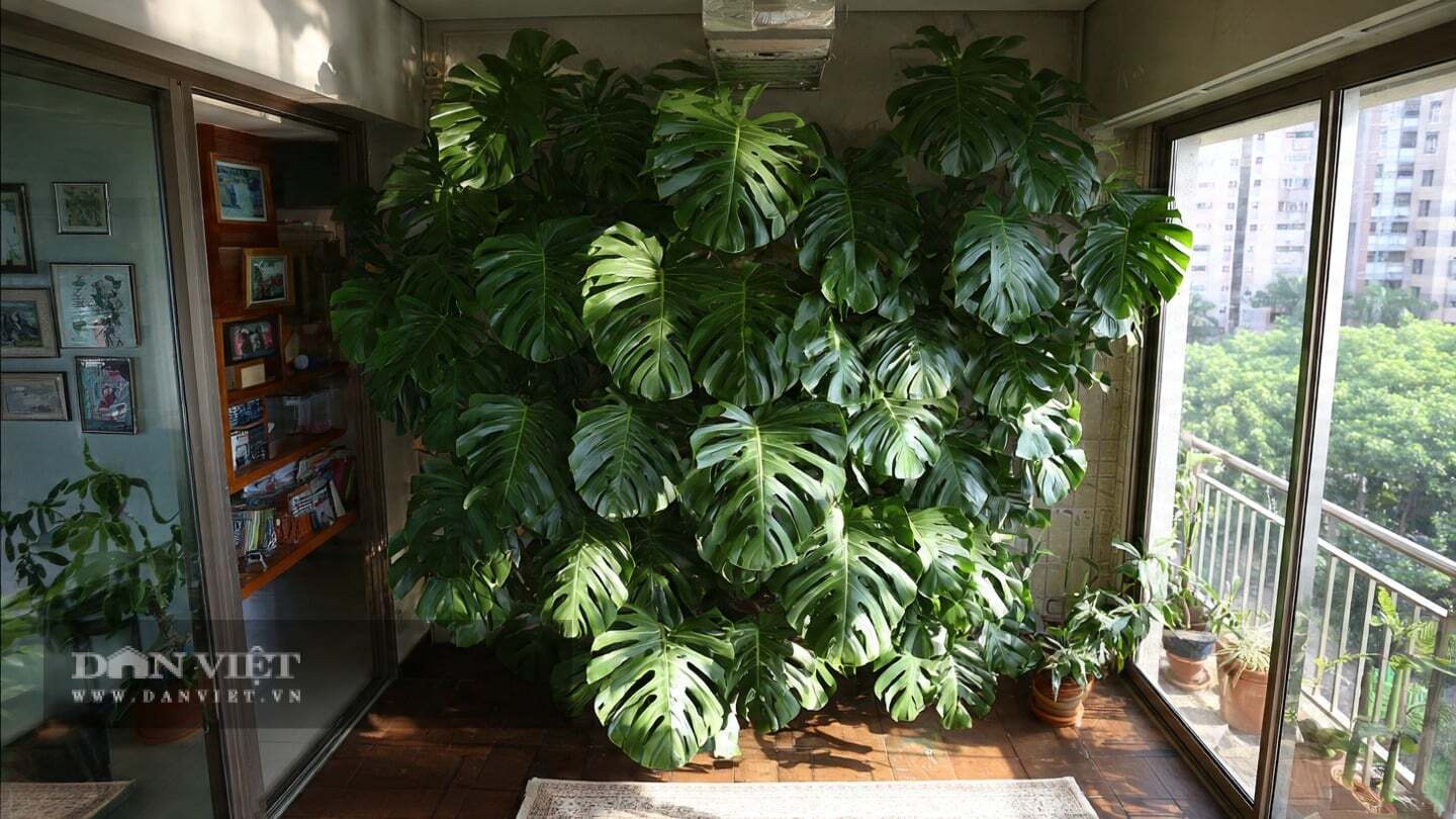 Người xưa khuyên không nên trồng cây cảnh quá cao ở ban công.
