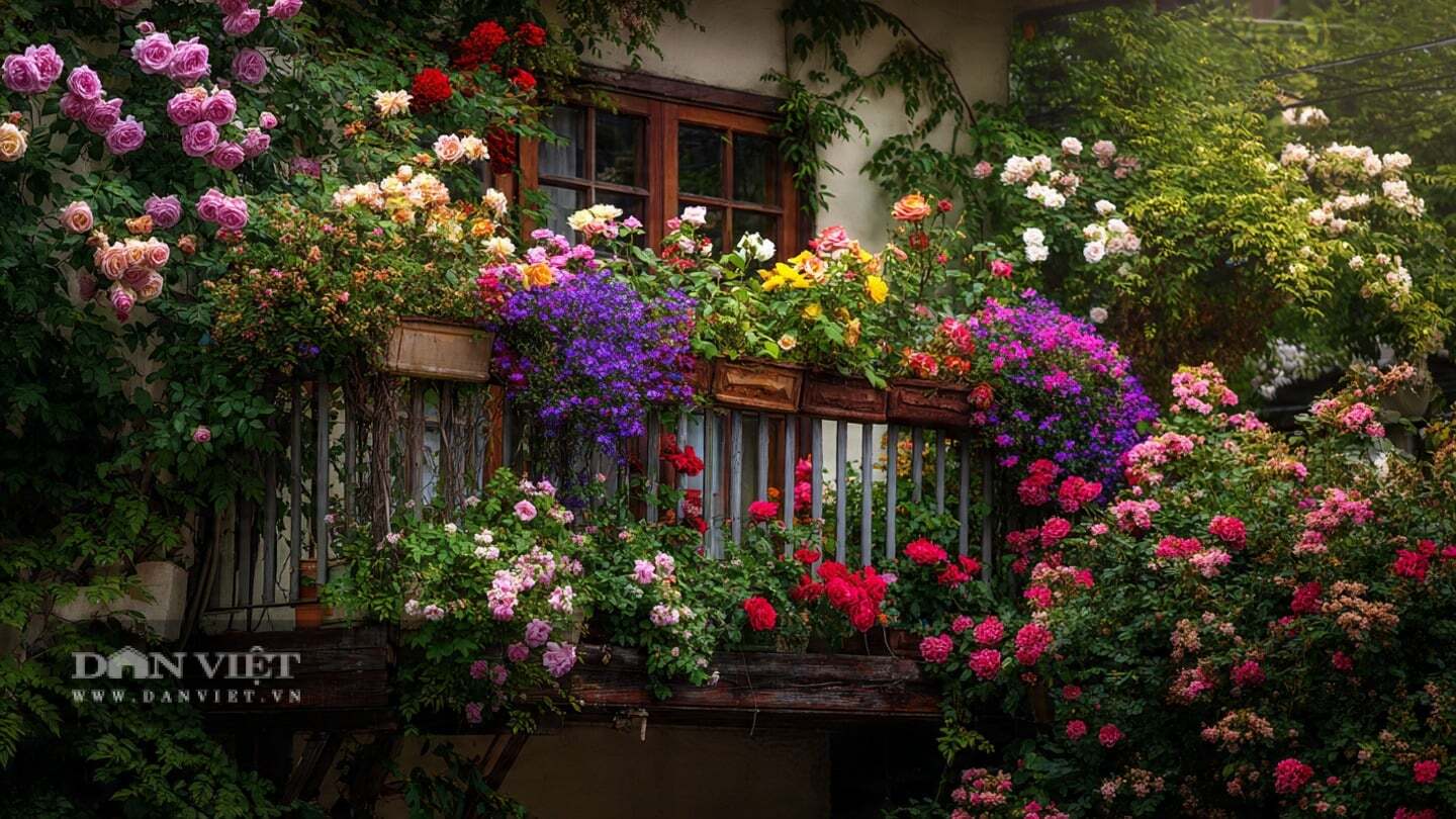 Hồng là cây cảnh đẹp nhưng cũng rất dễ bị sâu bệnh.