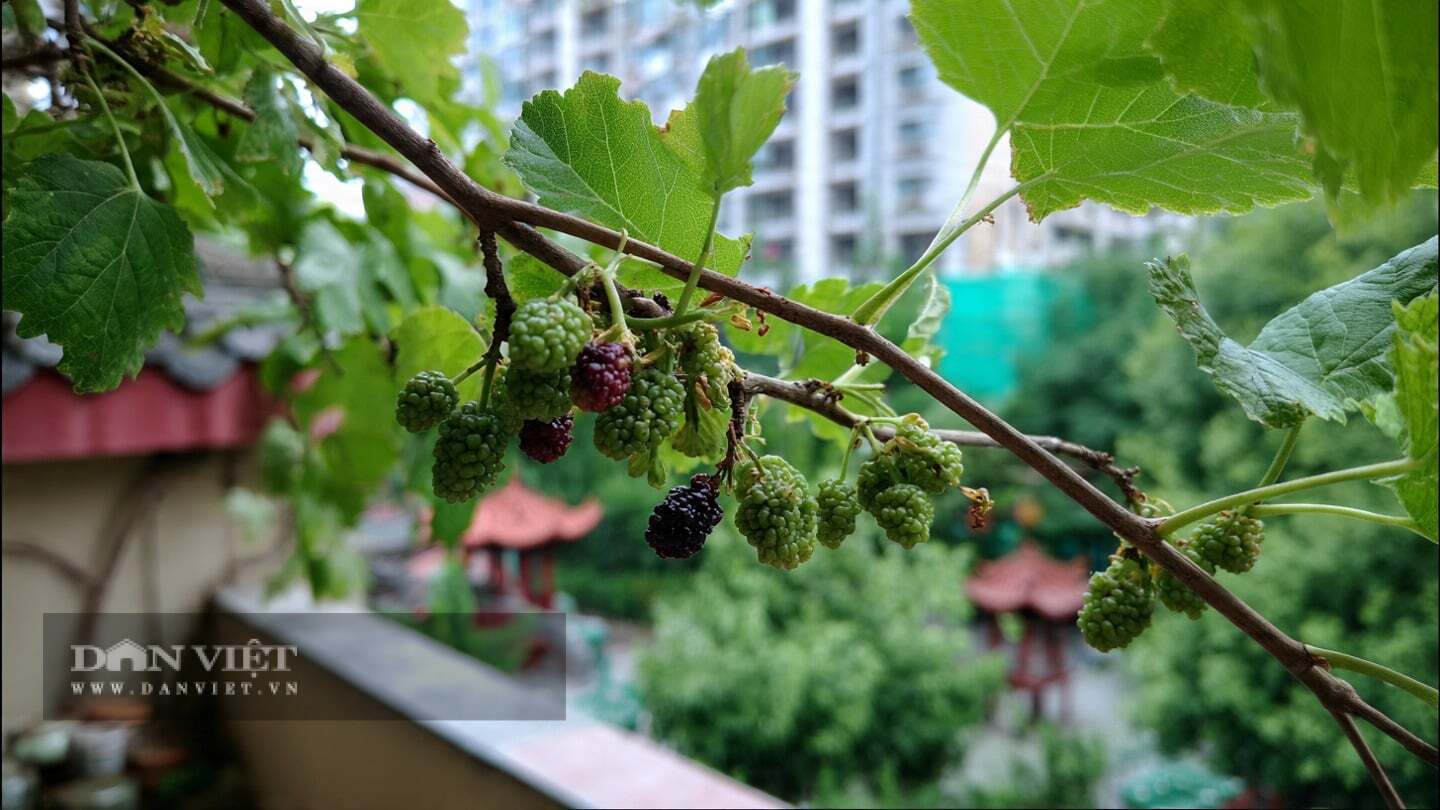 Người xưa cho rằng dâu tằm mang lại xui xẻo, không nên trồng ở ban công.