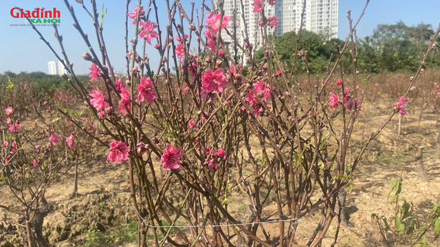 Hình ảnh một số cành đào nở sớm tại vườn đào khu vực xã Dương Nội, Hà Nội (tức quận Hà Đông cũ).