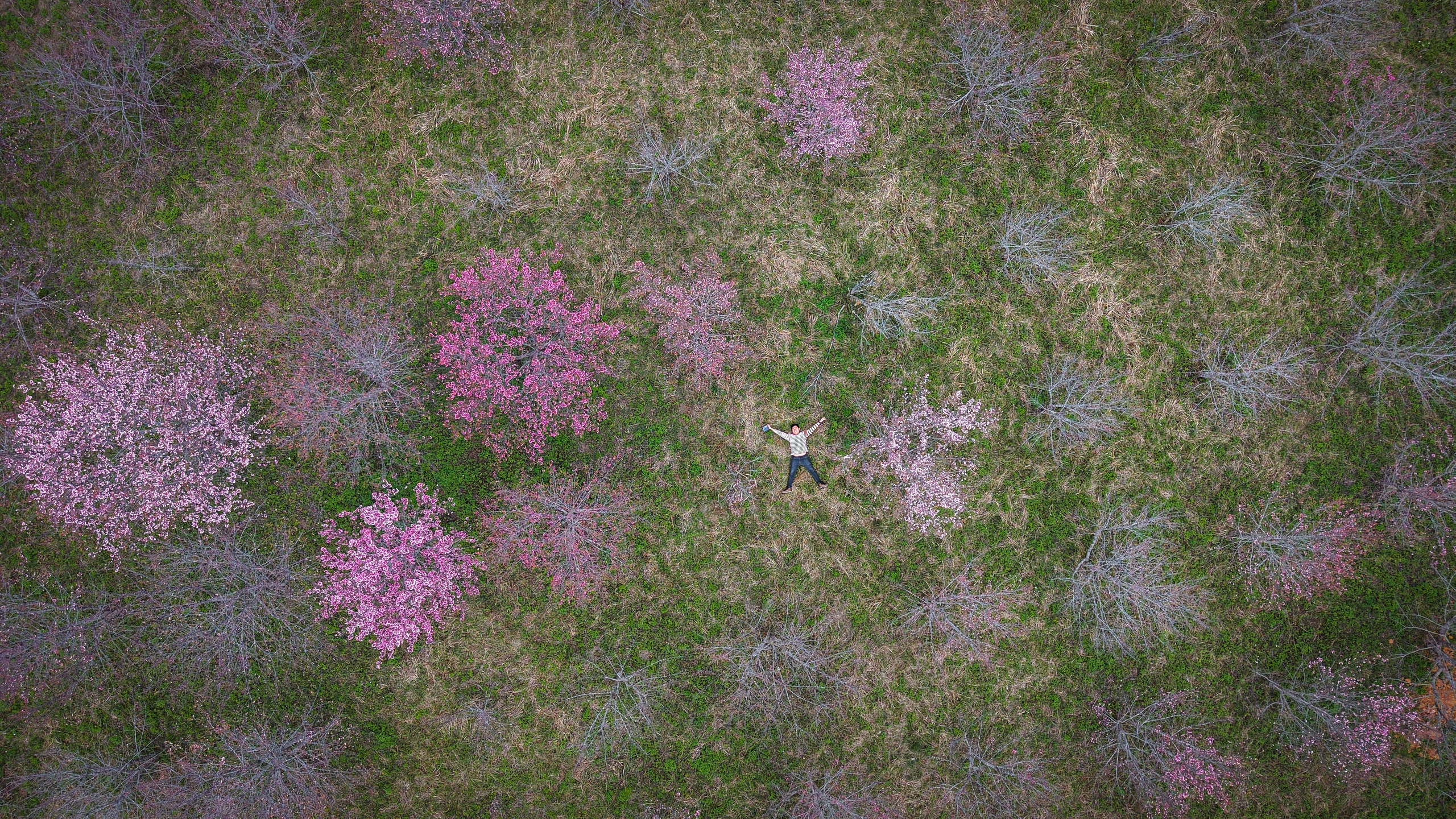 Du khách hòa mình vào thiên nhiên trong lành giữa rừng hoa anh đào