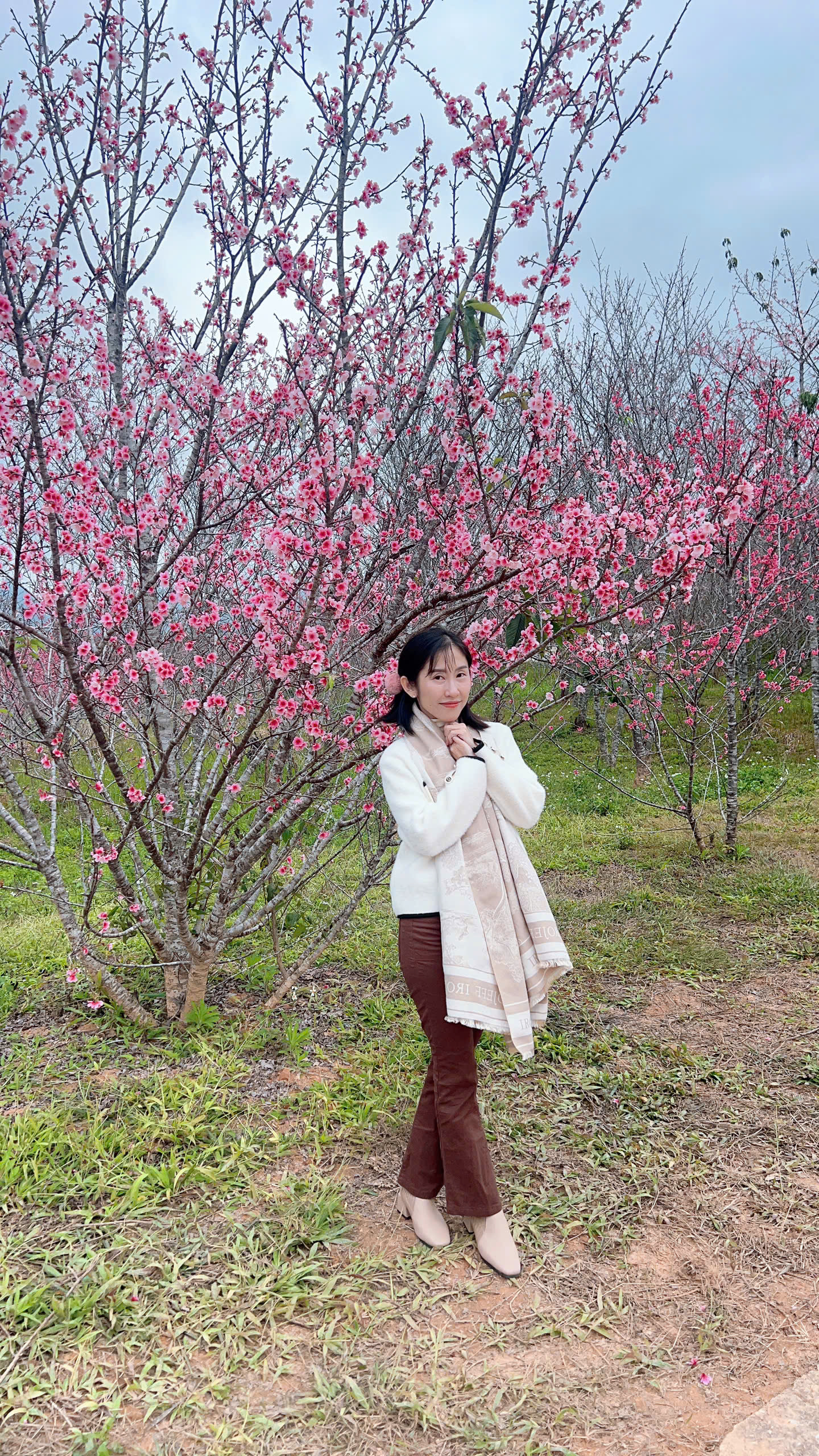 Check-in rừng hoa anh đào Nhật Bản đang nở rộ ở Điện Biên - 3