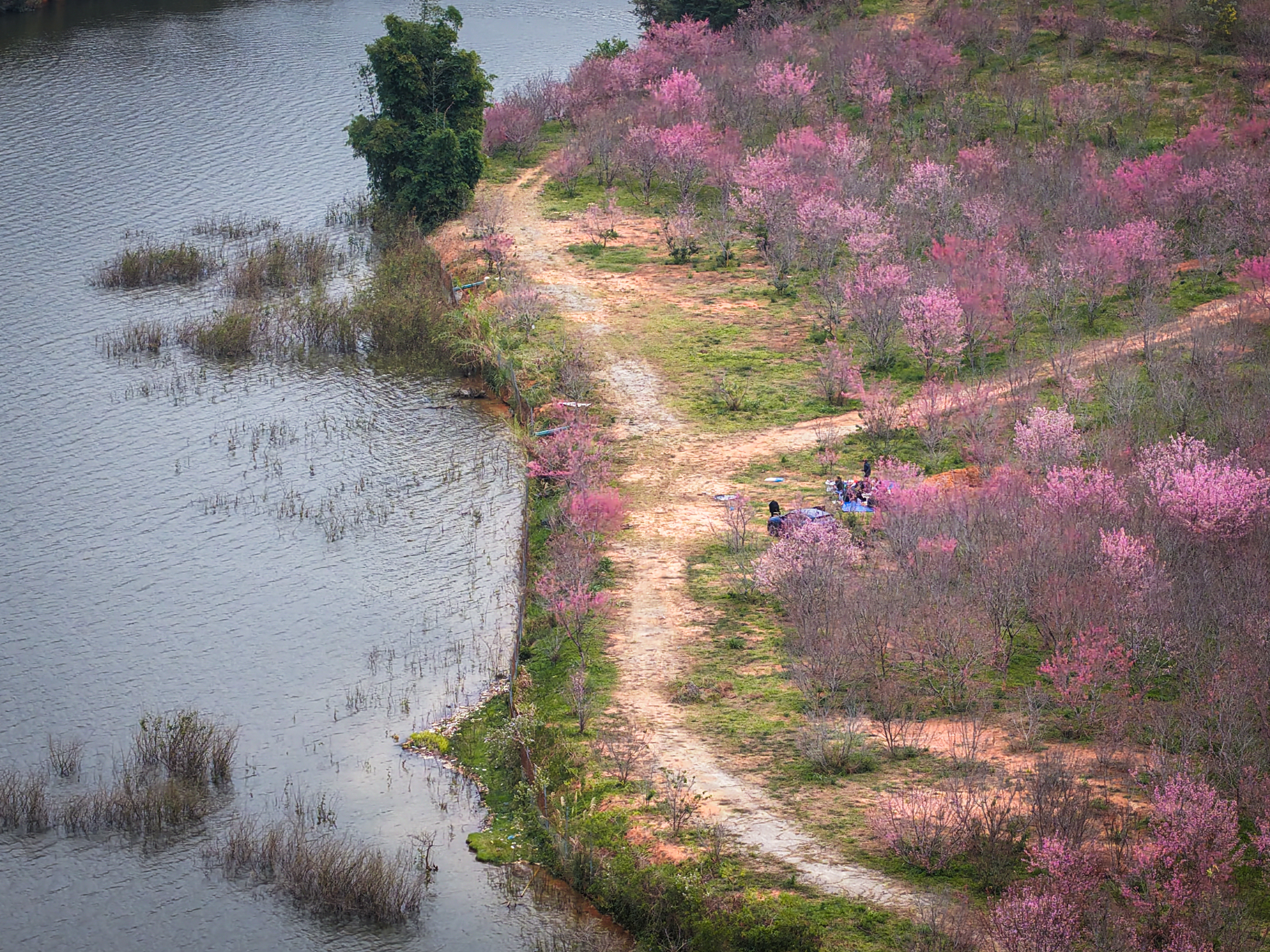 Check-in rừng hoa anh đào Nhật Bản đang nở rộ ở Điện Biên - 5